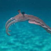 Anomalocaris